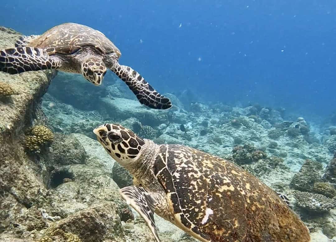 Snorkeling with turtles