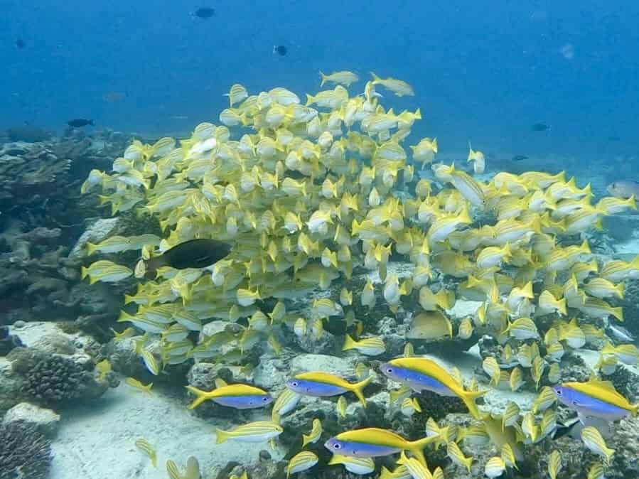 School of reef fish