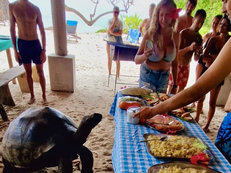 Sea turtle at the surface