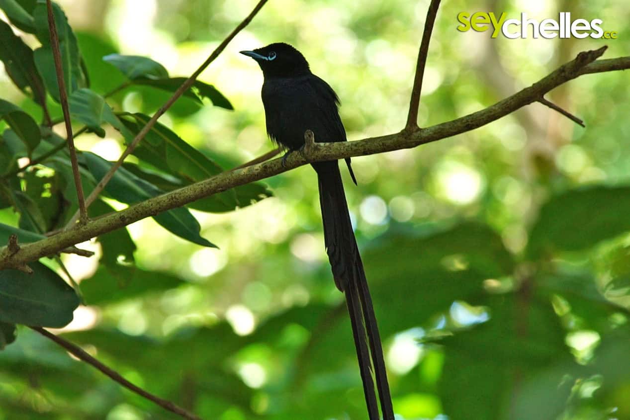 EN: La Digue parks — Veuve Reserve nature sanctuary • FR : Parcs de La Digue — Réserve de la Veuve sanctuaire naturel